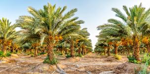 دراسة جدوى مزرعة نخيل وتمور